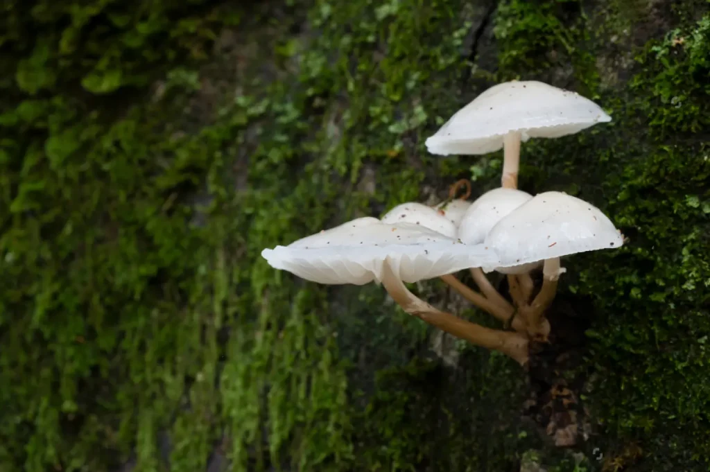 White Mushrooms