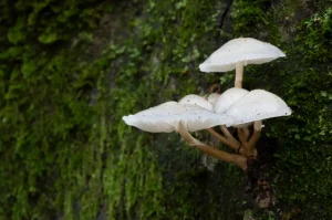 White Mushrooms