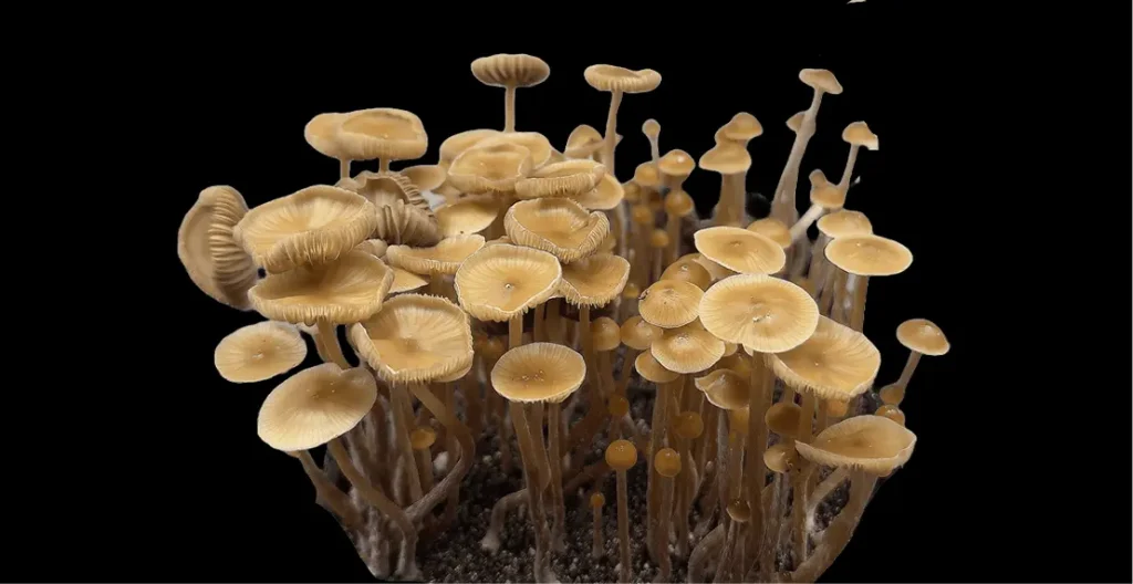 mushrooms black background